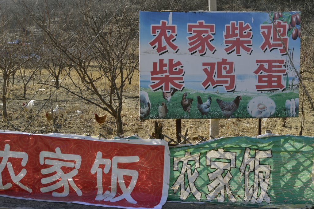 'Free-range Domestic Chickens and Eggs for Sale', Beijing, 2013. Photograph by Lois Conner.