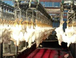 Chickens hanging by their secondary contradictions in a modern Chinese poultry slaughterhouse